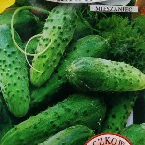 огірок Ізід, Польща