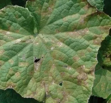 пероноспороз огірків