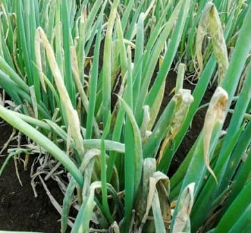 Сігнум фунгіцид, 6 г (ефективний від моніліозу) - Зображення 6