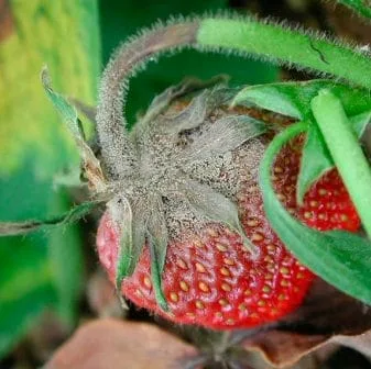 сіра гниль суниці