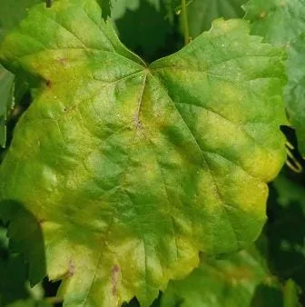 Мілдью винограду