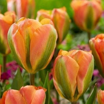 🌷Тюльпан зеленоквітковий Orange Marmelade » Village-Agro
