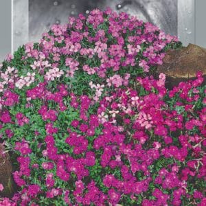 Аубрієта Суміш, 0,1г