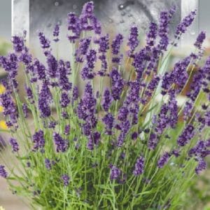 насіння лаванди Нормандія
