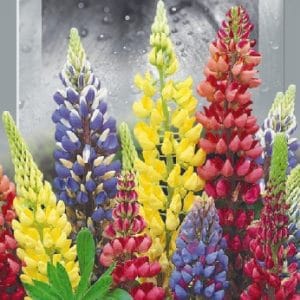 Люпин Мінарет, суміш