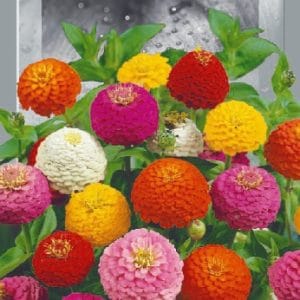 Цинія Ліліпут, суміш