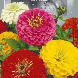 Цинія Високоросла суміш