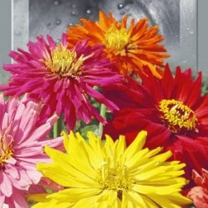 Цинія Кактусова суміш