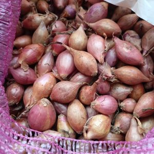 цибуля-сівок Розанна TOP Onions
